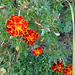 DSC06608 - flores no laguinho