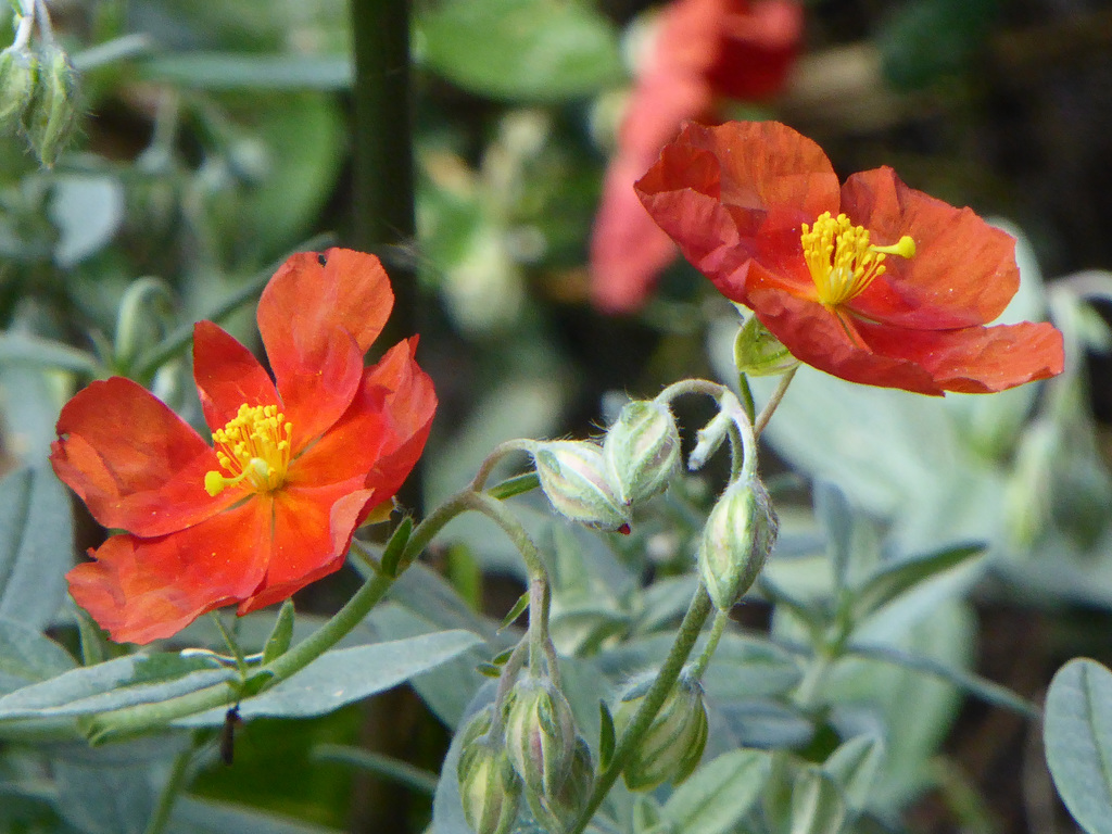 Red Helianthemum