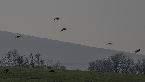 incoming Curlew  ( 19 seen today)