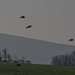 incoming Curlew  ( 19 seen today)