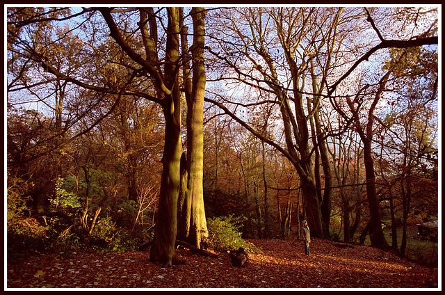 Burnham Beeches After a Hail Shower.