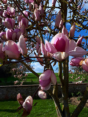 Magnolia