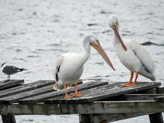 Day 2, American White Pelicans