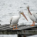 Day 2, American White Pelicans