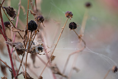 DSCF5533