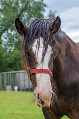 From Cotebrook shire horse centre49