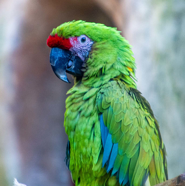 Green macaw