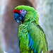 Green macaw