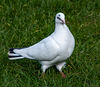 A dove at Wittington castle