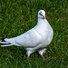 A dove at Wittington castle
