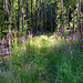 a Forest full of Digitalis
