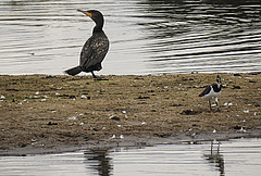 20200901 9700CPw [D~PB] Kormoran, Kiebitz, Delbrück