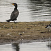 20200901 9700CPw [D~PB] Kormoran, Kiebitz, Delbrück