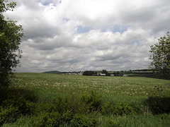 Fleurs des champs sous nuages cotonneux