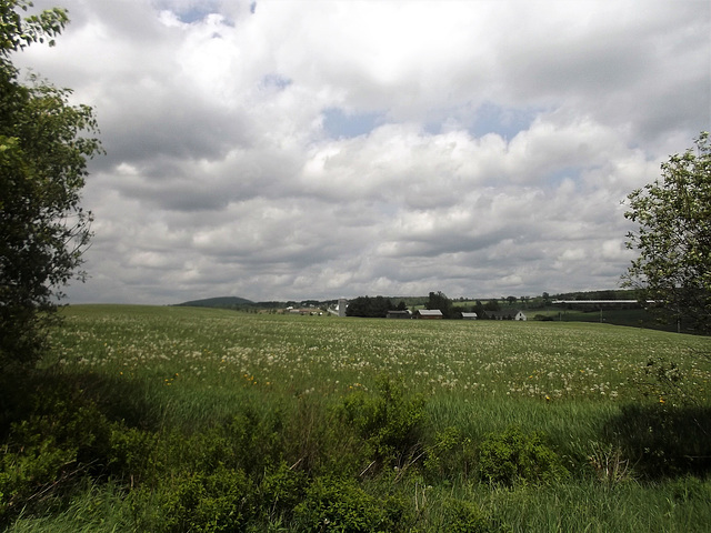 Fleurs des champs sous nuages cotonneux