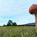 Lonely parasol mushroom