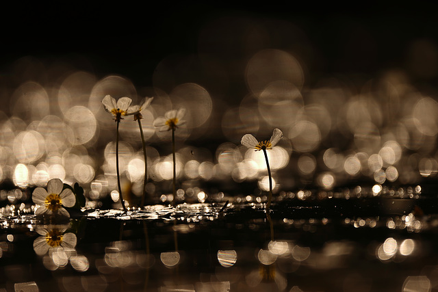 essai de flares sur des petites fleurs d'eau