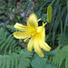 Taglilie (Hemerocallis)