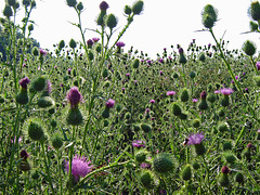 Big thistles Landgoed Terworm,Heerlen_NL