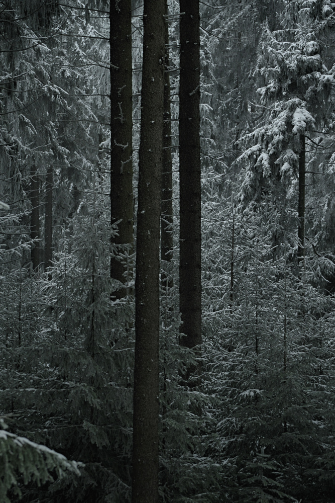 Wonderfully white winter wonder wood
