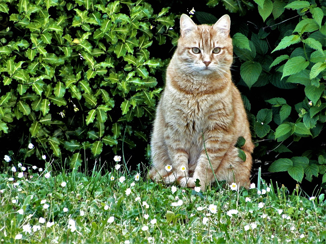 chat chat du soir ,,,