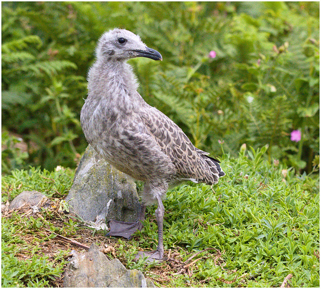 EF7A4511 Herring Gull Chick