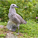 EF7A4511 Herring Gull Chick