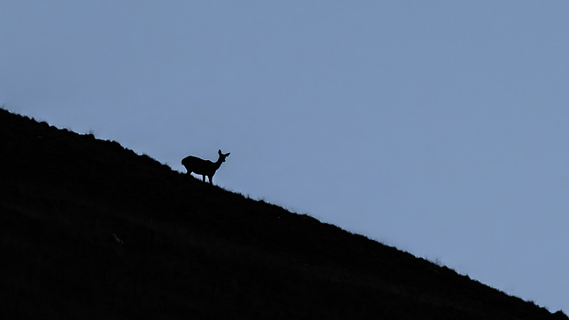 Brâme du cerf