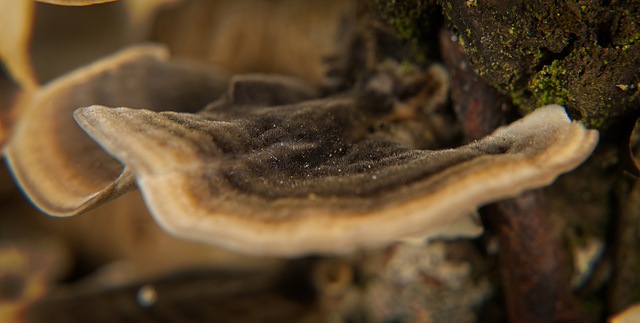 Die Schmetterlings-Tramete (Trametes versicolor) am Baumstamm :)) The butterfly tramete (Trametes versicolor) on the tree trunk :)) Le papillon tramete (Trametes versicolor) sur le tronc de l'arbre :)