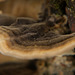 Die Schmetterlings-Tramete (Trametes versicolor) am Baumstamm :)) The butterfly tramete (Trametes versicolor) on the tree trunk :)) Le papillon tramete (Trametes versicolor) sur le tronc de l'arbre :))