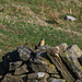 Wheatear