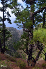 La Palma - Isla Bonita, Mirador de Garome ¦ pilago