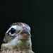 Rose-breasted Grosbeaks
