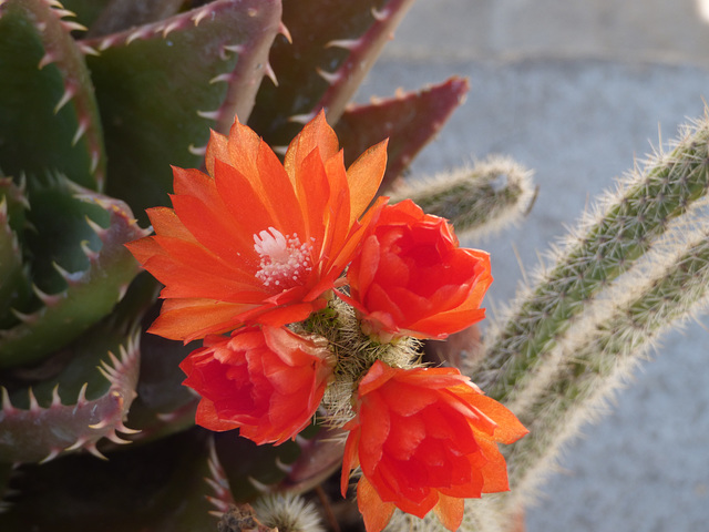 Flor de cactus