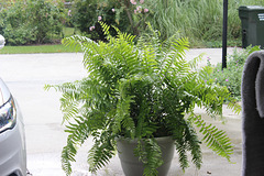 A favorite Fern....(taken 9-4 but is even larger now)   such a sturdy plant....