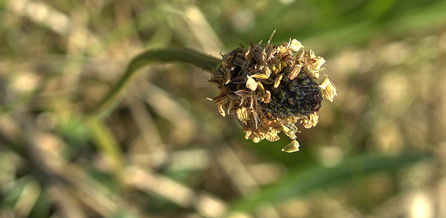 Plantain
