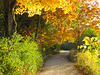 Autumn Path