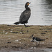 20200901 9701CPw [D~PB] Kormoran, Kiebitz, Delbrück