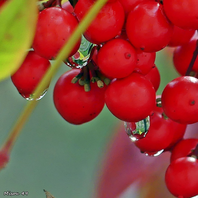 DANS MON JARDIN