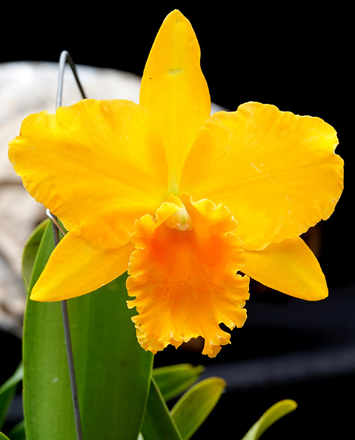 Cattleya hybrid