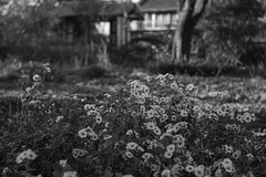 Small flowers in the front yard