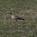 Curlew