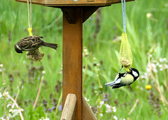 Sperling und Kohlmeise    (PiP)