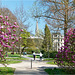 Magnolienblüte 2017 01
