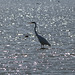 egret at Goolwa: light on water