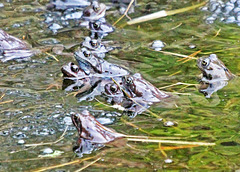 Frösche im Moorteich