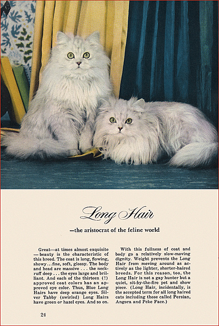 Kittens and Cats (8), 1957