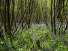 Bluebells in Binton Woods for H.A.N.W.E