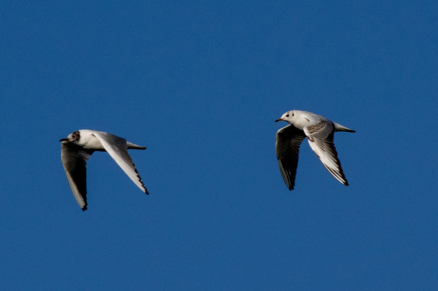 Black-headed gulls