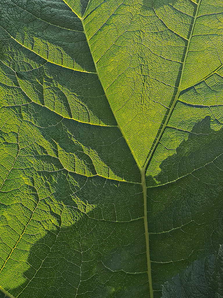 Leaf veins